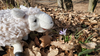 Kirchenschaf Wulli entdeckt einen Krokus