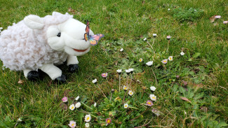 Wulli und der Schmetterling