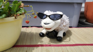 Kirchenschaf Wulli mit Sonnenbrille