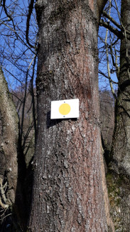 Baum Andacht